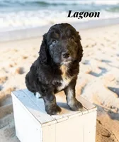 Lagoon, a female Miniature Aussiedoodle for sale in Ellenburg Depot, NY – 1 of 8