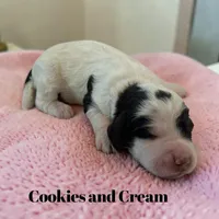Cookies and Cream, a female Cockapoo for sale in Ellenburg Depot, NY – Photo 4 of 5