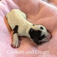 Cookies and Cream, a female Cockapoo for sale in Ellenburg Depot, NY – Photo 5 of 5