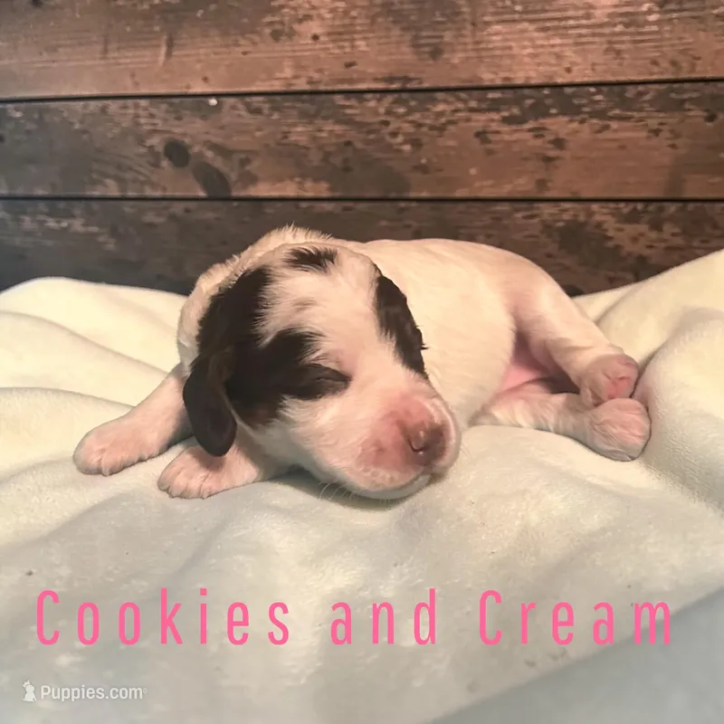 Cookies and Cream – Cockapoo puppy for sale in Ellenburg Depot, NY