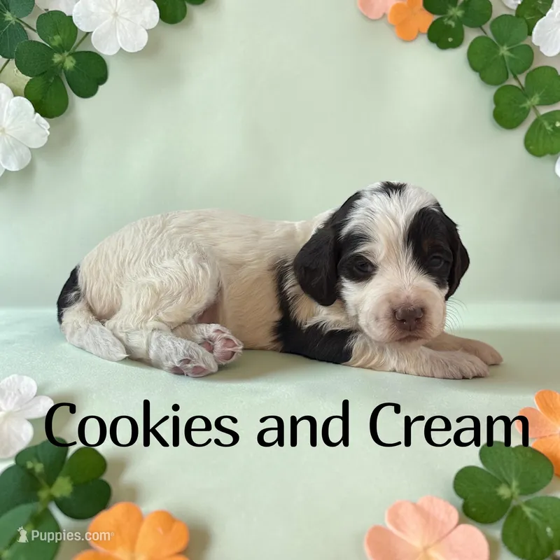 Cookies and Cream – Cockapoo puppy for sale in Ellenburg Depot, NY