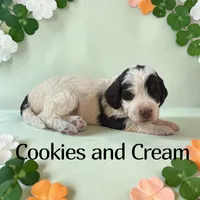Cookies and Cream, a female Cockapoo for sale in Ellenburg Depot, NY – Photo 2 of 5