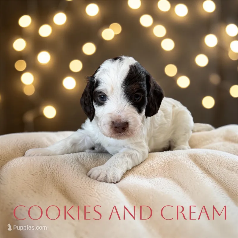 Cookies and Cream – Cockapoo puppy on hold in Ellenburg Depot, NY