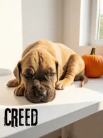 Creed, a male Great Dane for sale in Ellenburg Depot, NY – 1 of 3