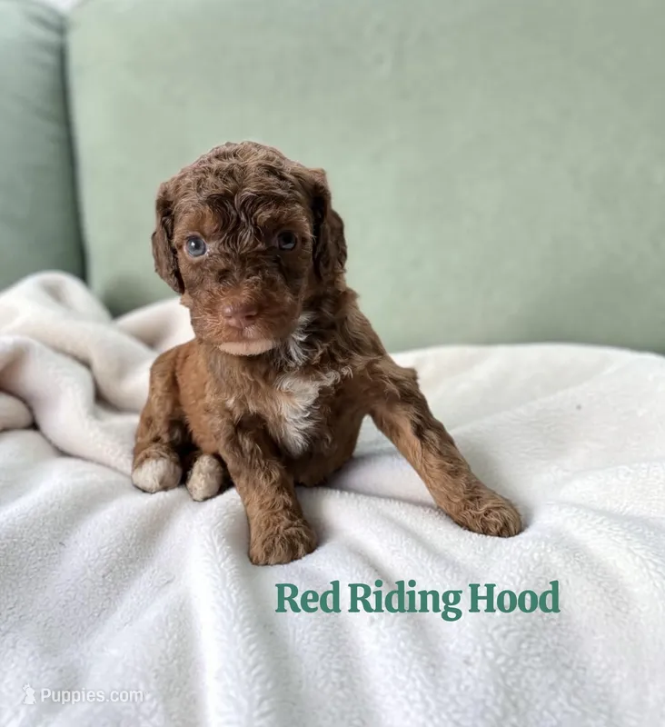 Red Riding Hood – Poodle - Standard  puppy for sale in Ellenburg Depot, NY