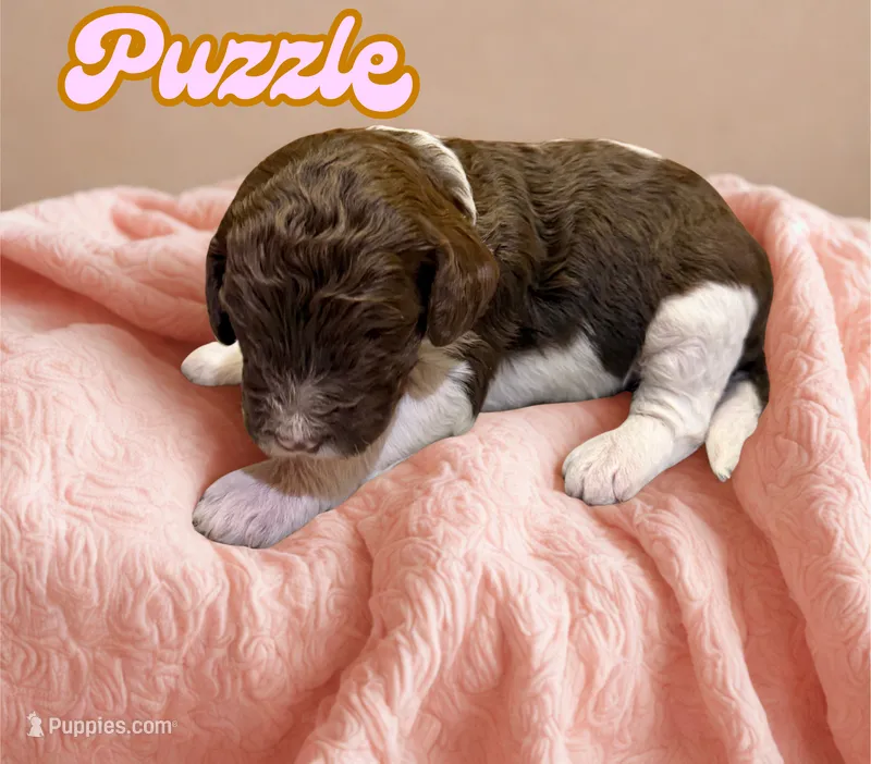 Puzzle – Goldendoodle puppy for sale in Ellenburg Depot, NY
