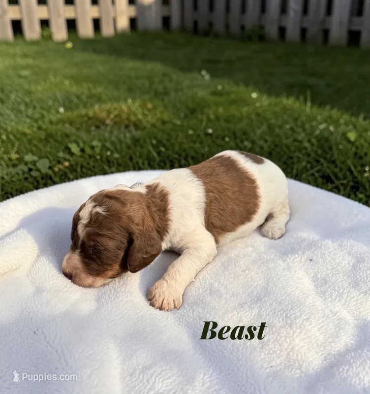 Beast – Poodle - Standard  puppy for sale in Ellenburg Depot, NY