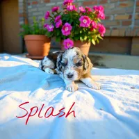 Splash, a female Miniature Aussiedoodle for sale in Ellenburg Depot, NY – 1 of 4
