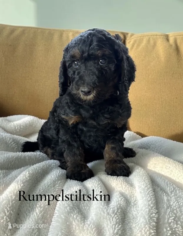 Rumpelstiltskin – Poodle - Standard  puppy for sale in Ellenburg Depot, NY