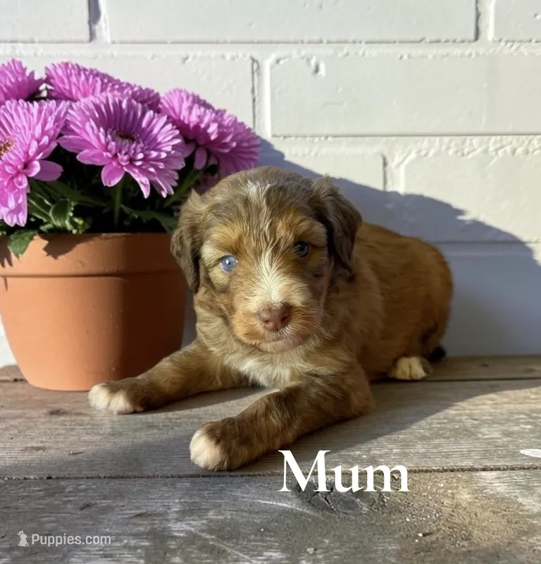 Mum – Aussiedoodle puppy for sale in Ellenburg Depot, NY