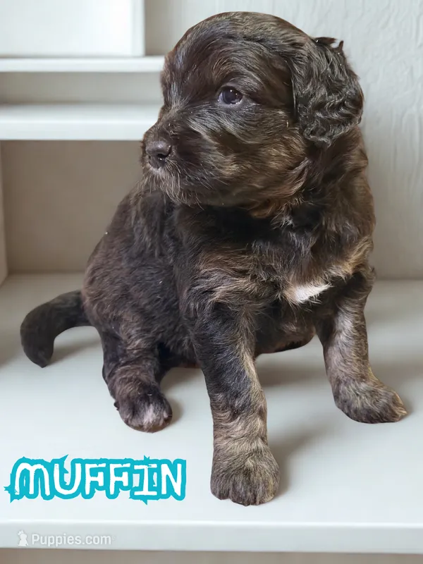 Muffin – Aussiedoodle, Miniature Aussiedoodle puppy for sale in Ellenburg Depot, NY