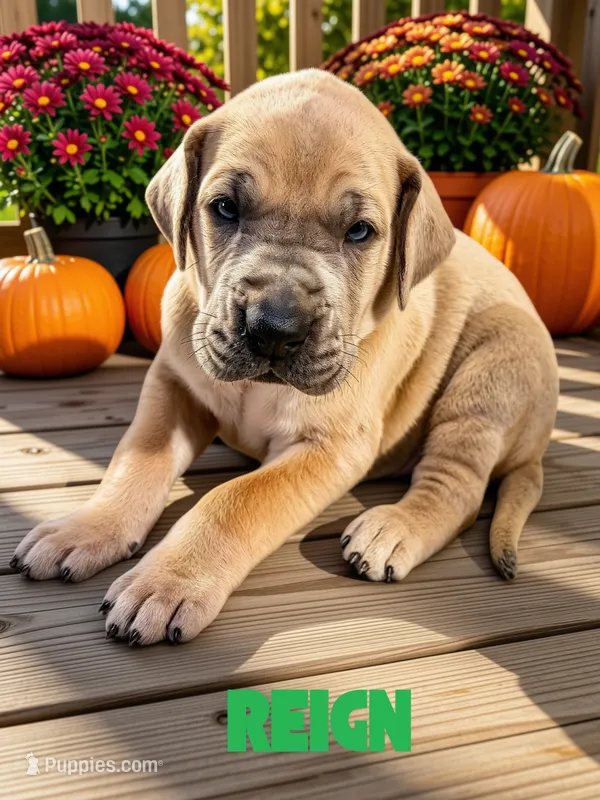 Reign – Great Dane puppy for sale in Ellenburg Depot, NY