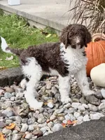 Puzzle, a female Goldendoodle for sale in Ellenburg Depot, NY – 7 of 10