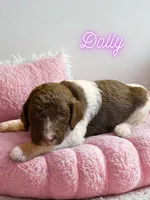 Dolly, a female Goldendoodle for sale in Ellenburg Depot, NY – 1 of 2