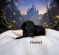 Hansel, a male Poodle - Standard  for sale in Ellenburg Depot, NY – 5 of 8