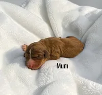 Mum, a female Aussiedoodle for sale in Ellenburg Depot, NY – 1 of 1