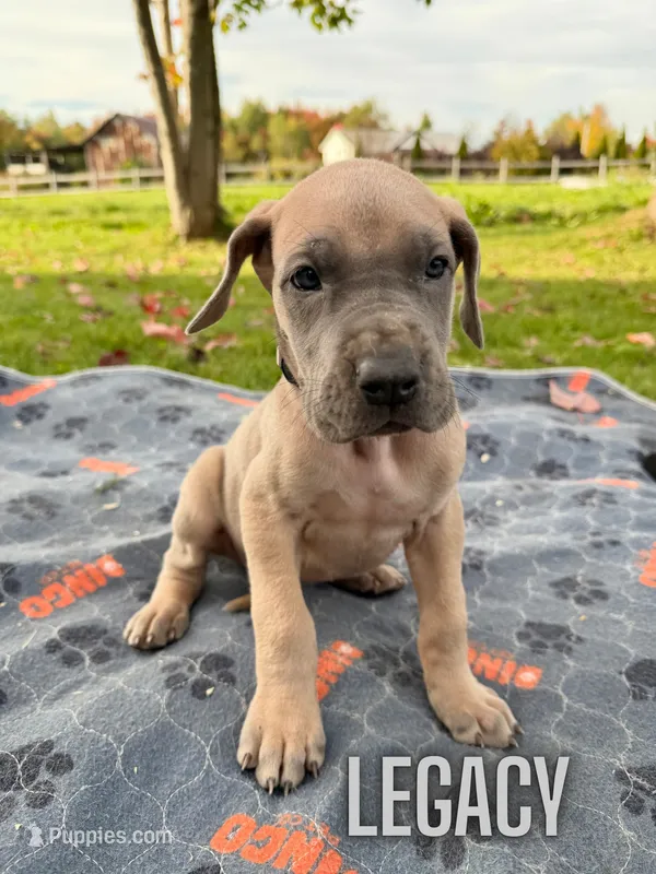 Legacy – Great Dane puppy for sale in Ellenburg Depot, NY