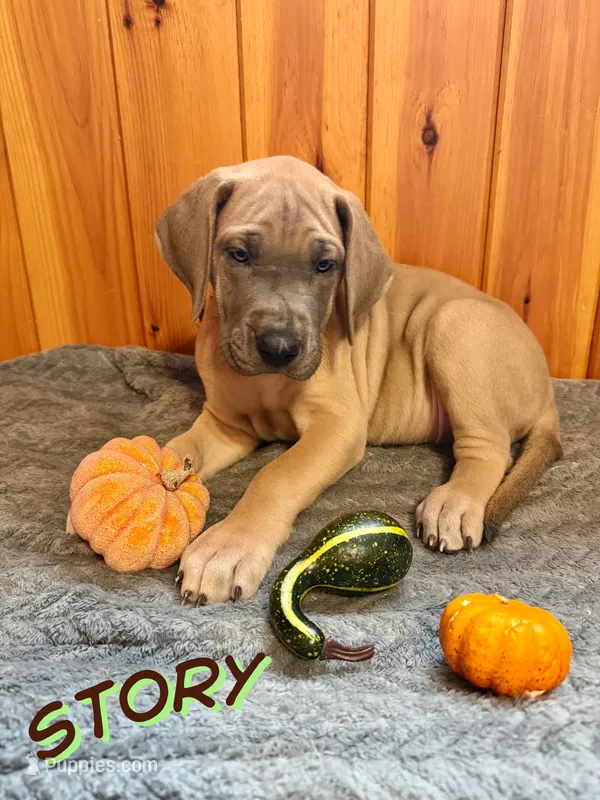 Story – Great Dane puppy for sale in Ellenburg Depot, NY