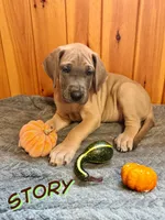 Story, a female Great Dane for sale in Ellenburg Depot, NY – 2 of 8