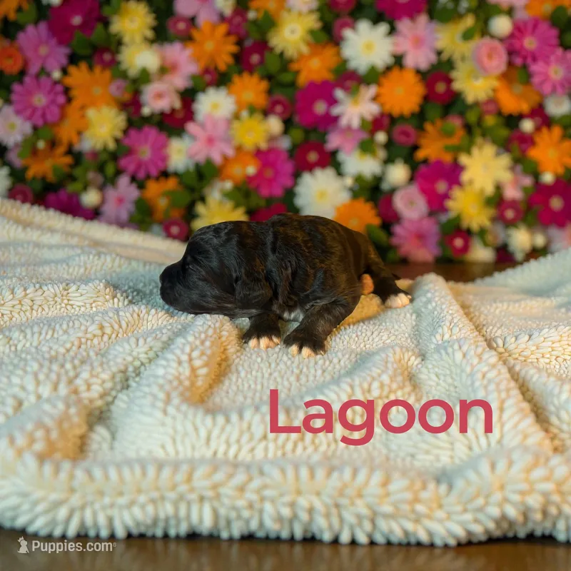 Lagoon – Miniature Aussiedoodle puppy for sale in Ellenburg Depot, NY