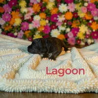 Lagoon, a female Miniature Aussiedoodle for sale in Ellenburg Depot, NY – 2 of 4