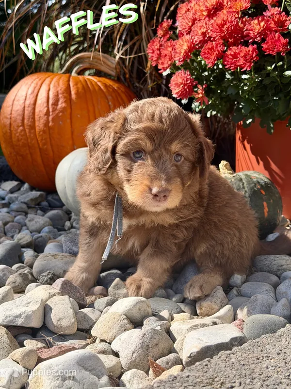 Waffles – Aussiedoodle, Miniature Aussiedoodle puppy for sale in Ellenburg Depot, NY
