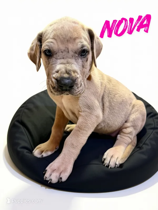 Nova – Great Dane puppy for sale in Ellenburg Depot, NY