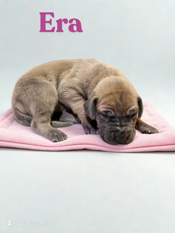 Echo – Great Dane puppy for sale in Ellenburg Depot, NY