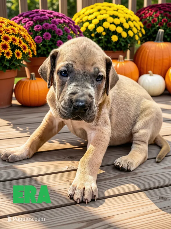 Era – Great Dane puppy for sale in Ellenburg Depot, NY