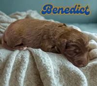 Benedict, a male Aussiedoodle and Miniature Aussiedoodle for sale in Ellenburg Depot, NY – 2 of 2
