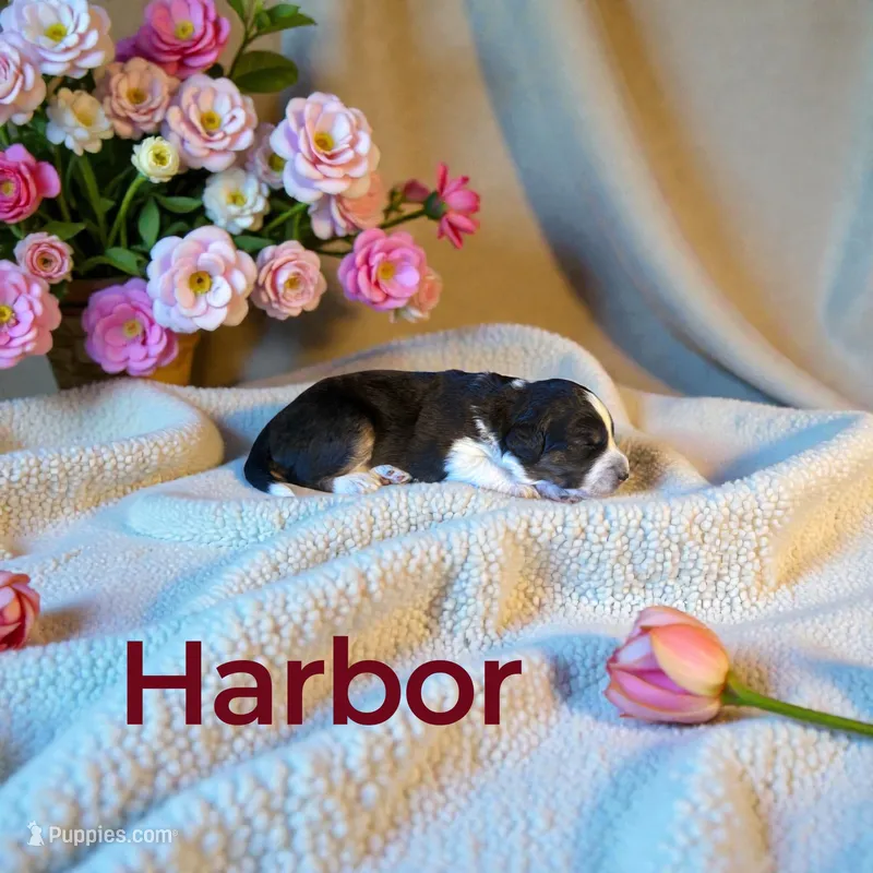 Harbor – Miniature Aussiedoodle puppy for sale in Ellenburg Depot, NY