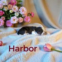 Harbor, a female Miniature Aussiedoodle for sale in Ellenburg Depot, NY – 2 of 4