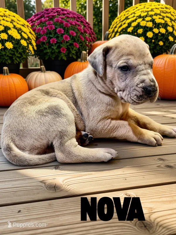 Nova – Great Dane puppy for sale in Ellenburg Depot, NY