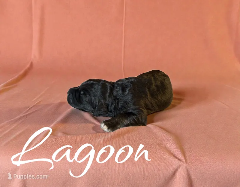 Lagoon – Miniature Aussiedoodle puppy for sale in Ellenburg Depot, NY