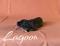 Lagoon, a female Miniature Aussiedoodle for sale in Ellenburg Depot, NY – 3 of 4