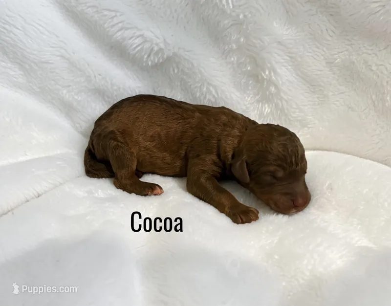 Cocoa – Aussiedoodle puppy for sale in Ellenburg Depot, NY