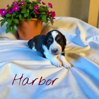 Harbor, a female Miniature Aussiedoodle for sale in Ellenburg Depot, NY – 1 of 4