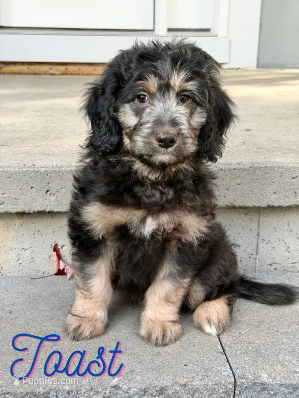 Toast – Aussiedoodle, Miniature Aussiedoodle puppy for sale in Ellenburg Depot, NY