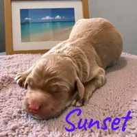 Sunset, a female Miniature Aussiedoodle for sale in Ellenburg Depot, NY – 2 of 2