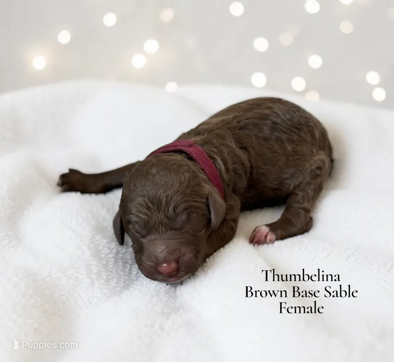 Thumbelina – Poodle - Standard  puppy for sale in Ellenburg Depot, NY