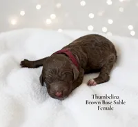 Thumbelina, a female Poodle - Standard  for sale in Ellenburg Depot, NY – 1 of 1