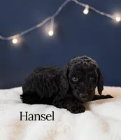 Hansel, a male Poodle - Standard  for sale in Ellenburg Depot, NY – 2 of 8