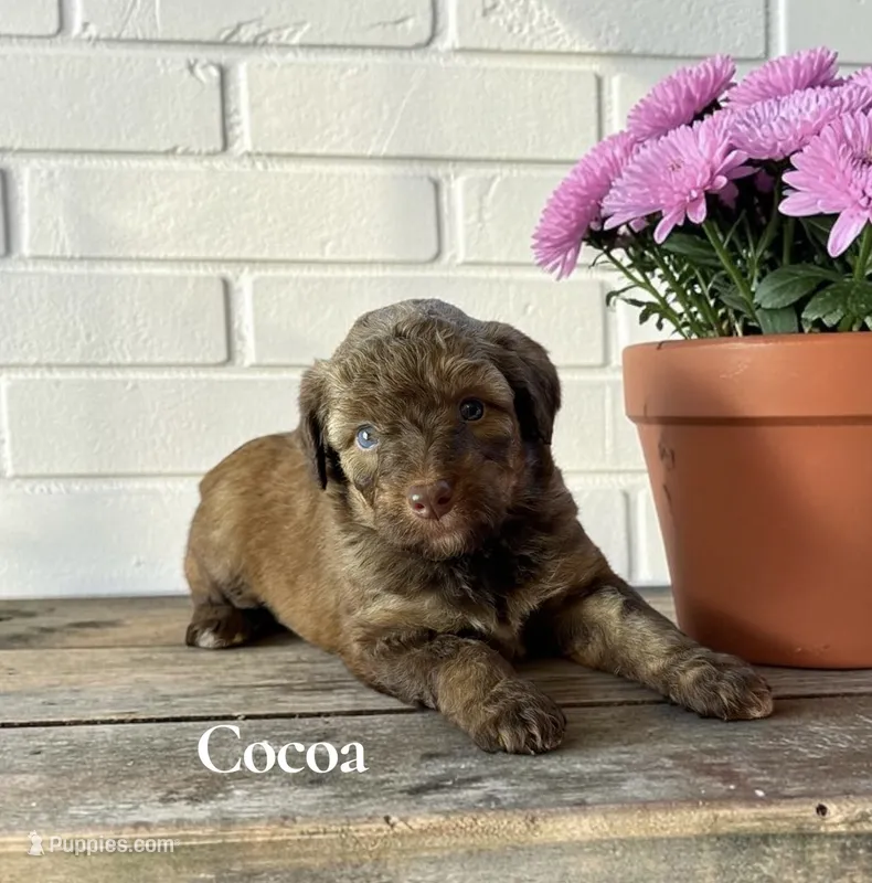 Cocoa – Aussiedoodle puppy for sale in Ellenburg Depot, NY