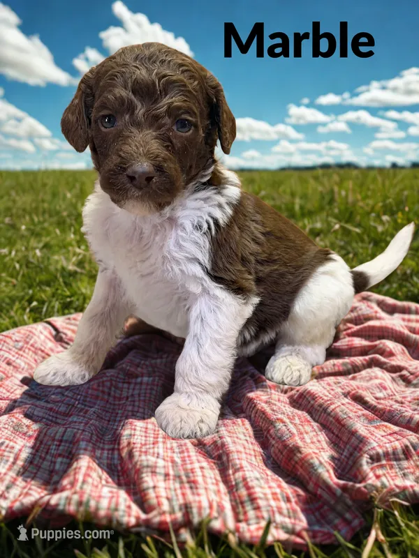 Marble – Goldendoodle puppy for sale in Ellenburg Depot, NY
