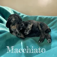 Macchiato, a female Poodle - Standard  for sale in Ellenburg Depot, NY – Photo 1 of 3