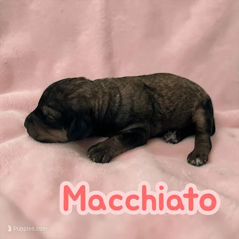 Macchiato