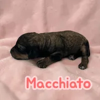 Macchiato, a female Poodle - Standard  for sale in Ellenburg Depot, NY – Photo 2 of 3