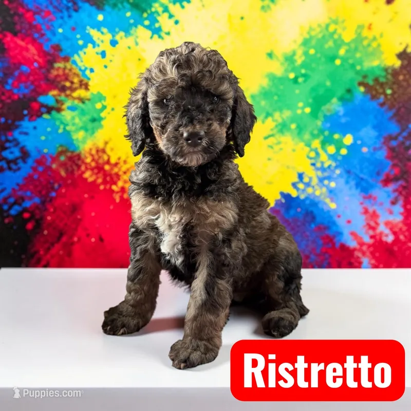 Ristretto – Poodle - Standard  puppy for sale in Ellenburg Depot, NY