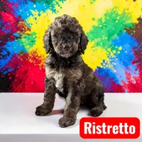 Ristretto, a male Poodle - Standard  for sale in Ellenburg Depot, NY – Photo 2 of 4