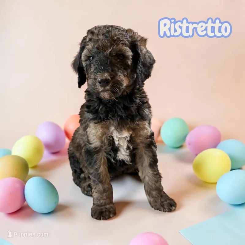 Ristretto – Poodle - Standard  puppy for sale in Ellenburg Depot, NY